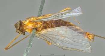 Media type: image;   Entomology 11241 Aspect: habitus dorsal view